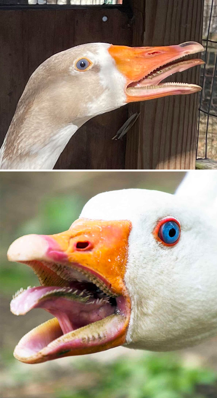 The Inside Of A Goose’s Mouth Is Pretty Scary
