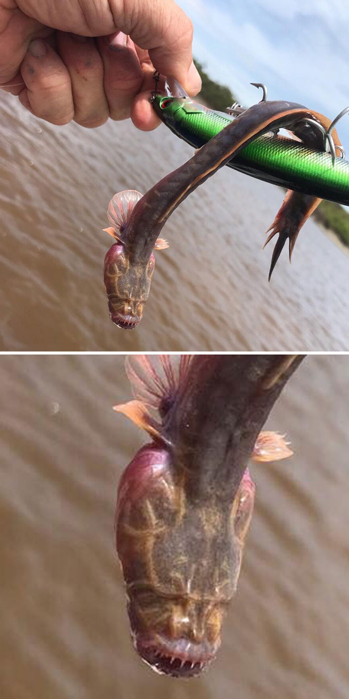 Man Catches Australian "Sea Monster" With No Eyes And A Mouth Full Of Sharp Teeth