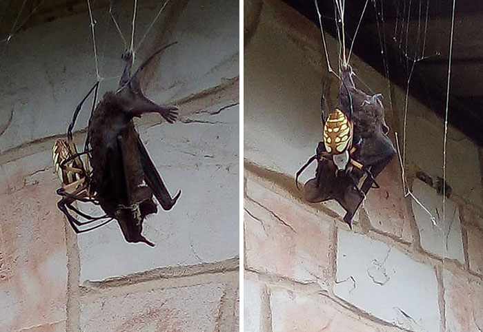 A Huge Banana Spider (Argiope Aurantia) Caught A Townsend's Big-Eared Bat In Its Web Outside A Home In Poteet, Texas