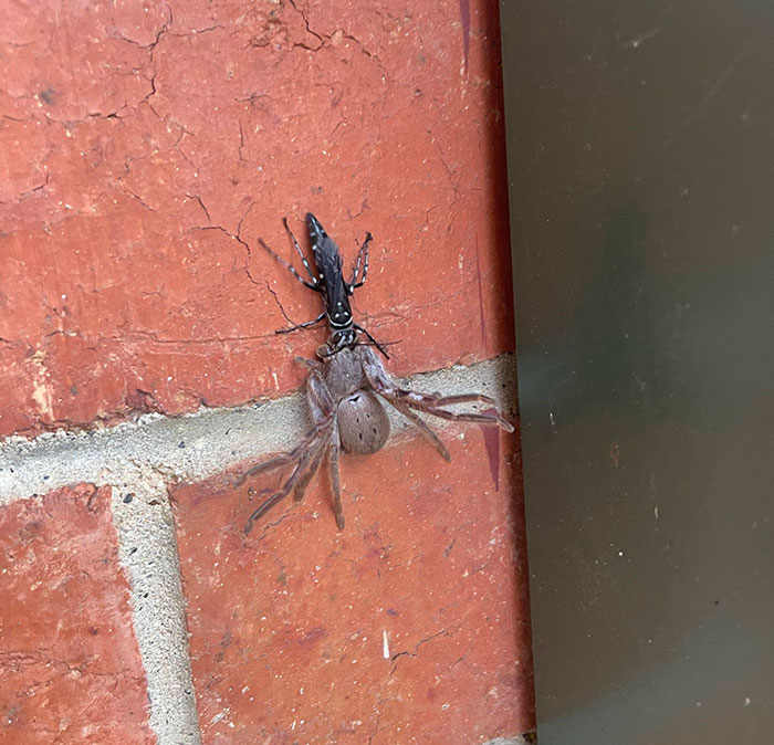 A Wasp Carrying A Huntsman Spider