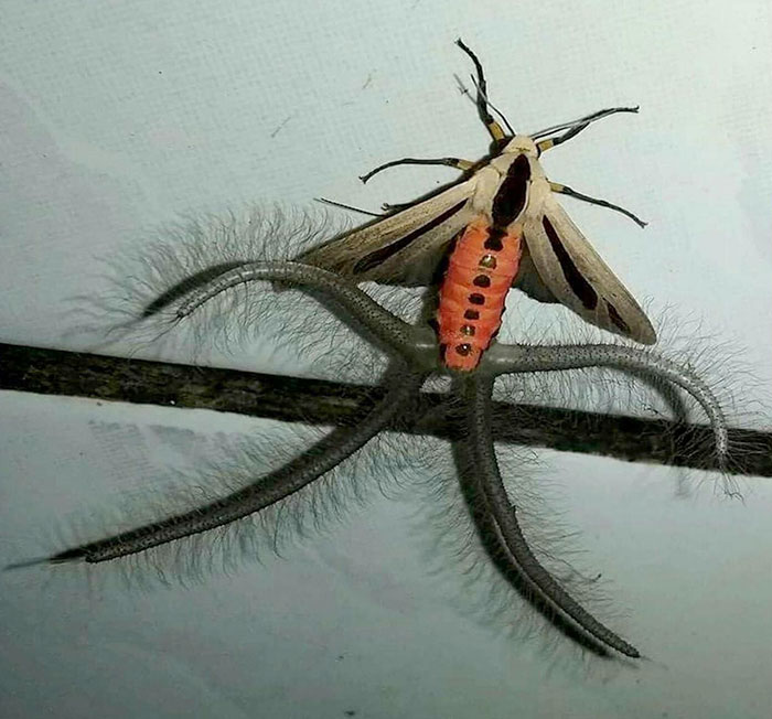 The Creatonotos Gangis Moth Unfurling Its “Hair-Pencils” To Spread Pheromones