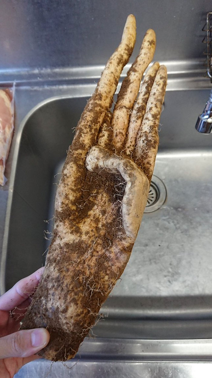 This Yam That Looks Like A Human Hand