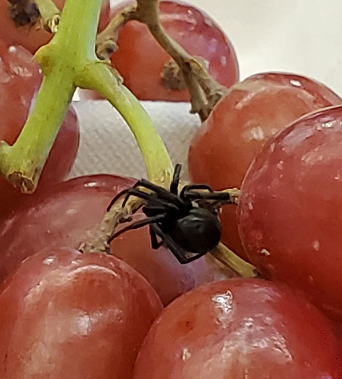 There Was A Black Widow In My Grapes Today. I Live In Washington