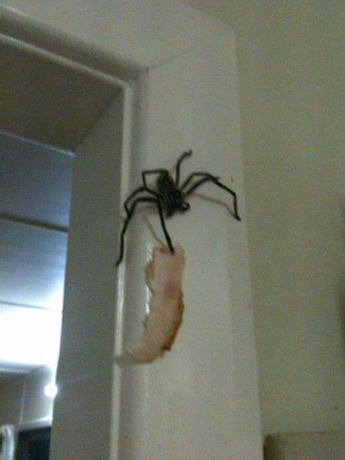 Una araña cazadora roba el tocino de mi primo