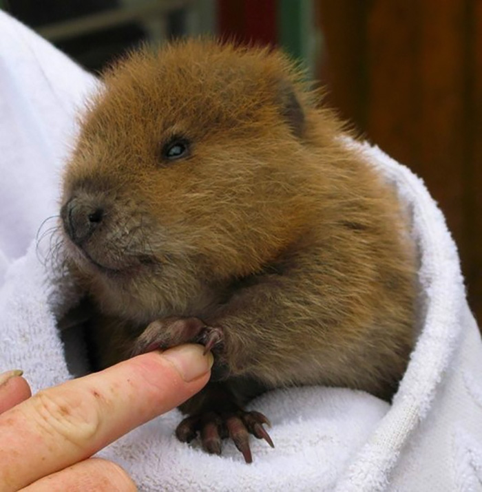 Baby Beaver