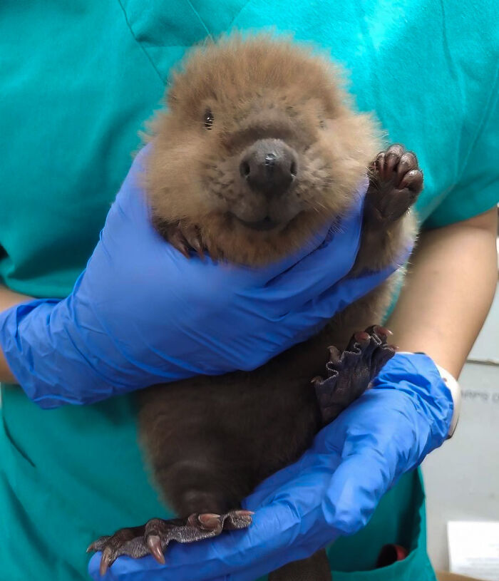 This Young Beaver Was Brought To Our Hospital Last Week After It Was Found Alone In Byron