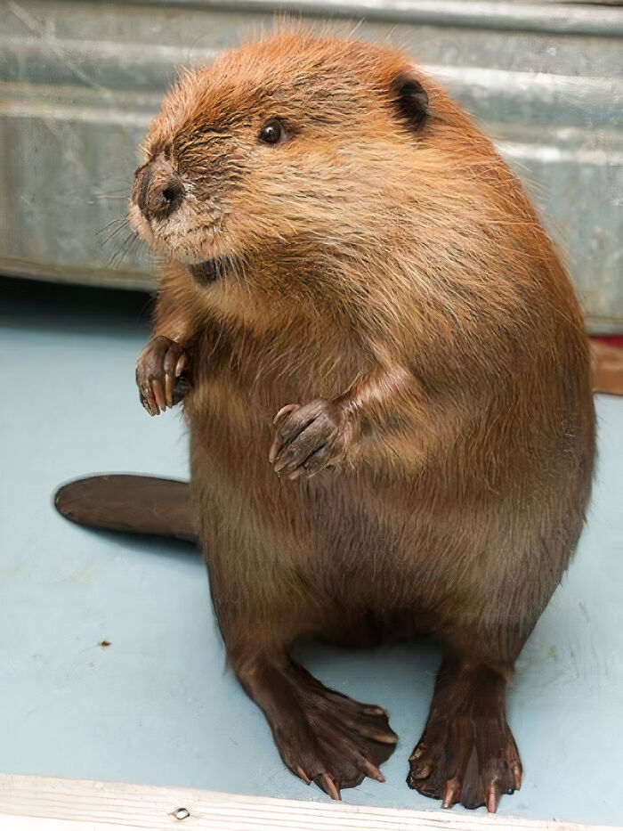 Adorable Beaver Photoshoot