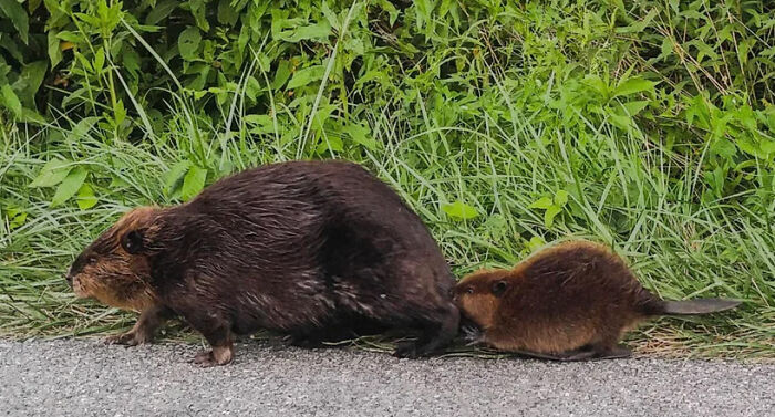 Baby Beaver Surfing On Mom’s Tail