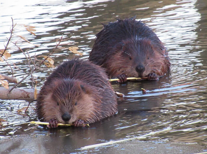 Beaver Buddies In The River In Saskatoon, Saskatchewan
