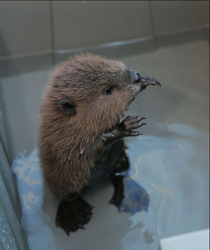 I Don't Think Beaver Kits Are Given As Much Recognition For Their Cuteness As They Should