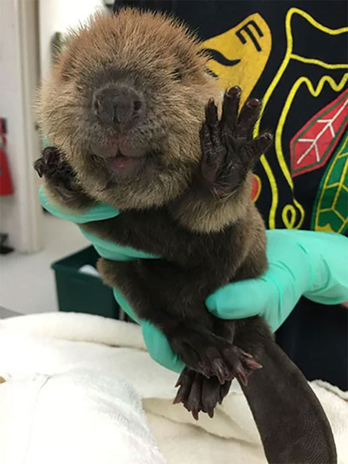 A Beaver Kit At The Illinois Wildlife Medical Clinic