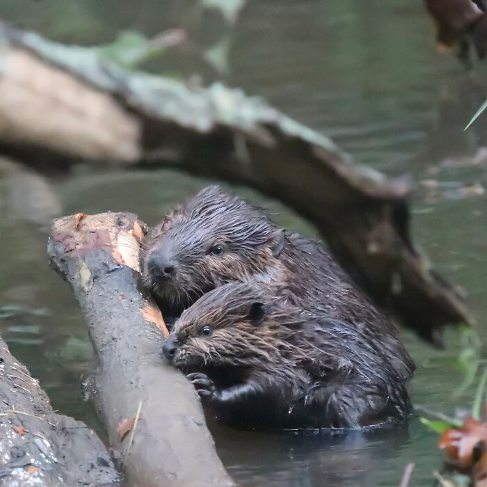 Beavers Family