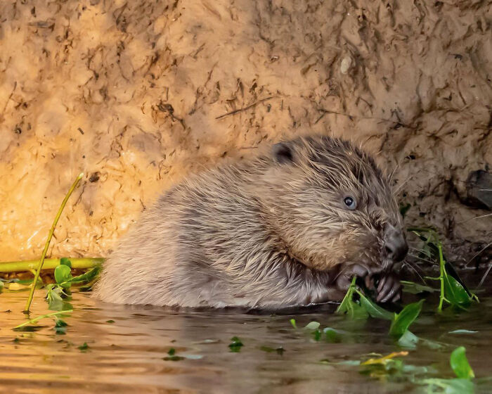 Beautiful Beaver Baby (Kit) With Dinner