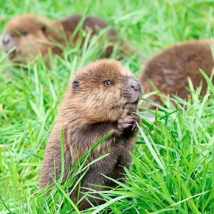 Baby Beavers Are Next Level Cute