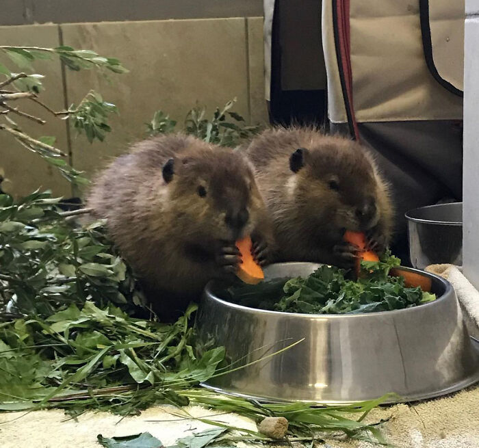 Our Baby Beavers Are Growing Up Fast! They Really Love Sweet Potato And Hanging Out Together