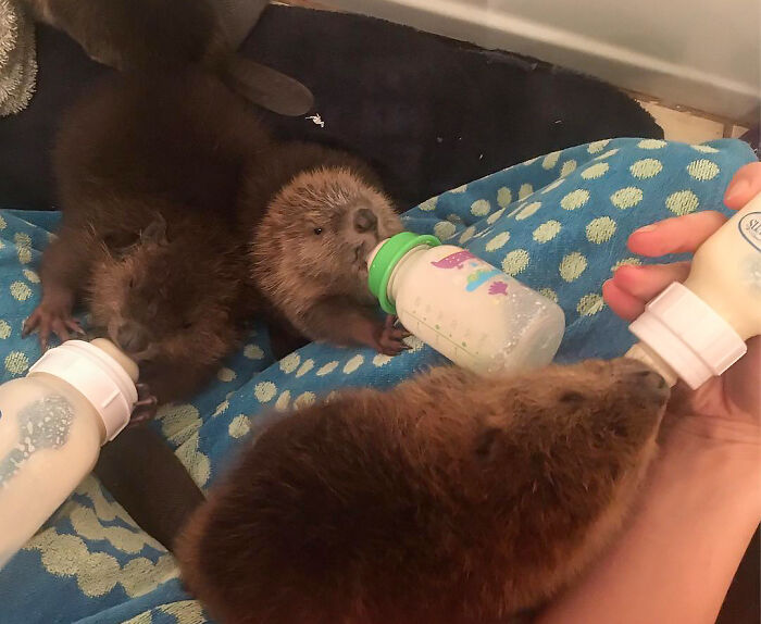 Night time feedings at CMWR! These babies are quite the handful