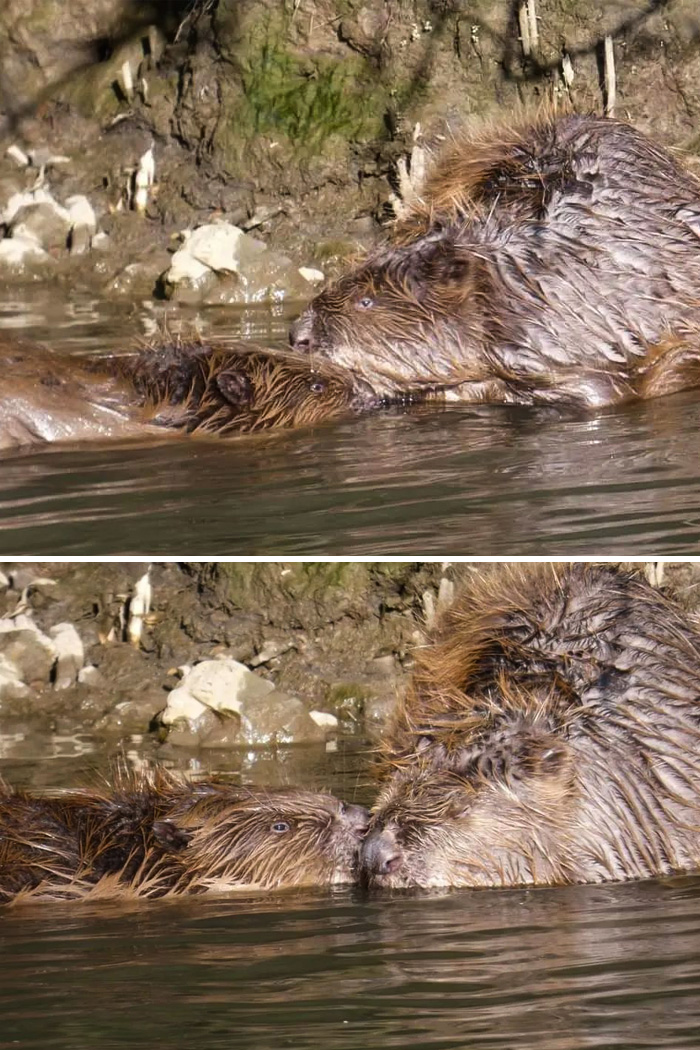 I Took Photos As Well Of These Two Beavers In Love