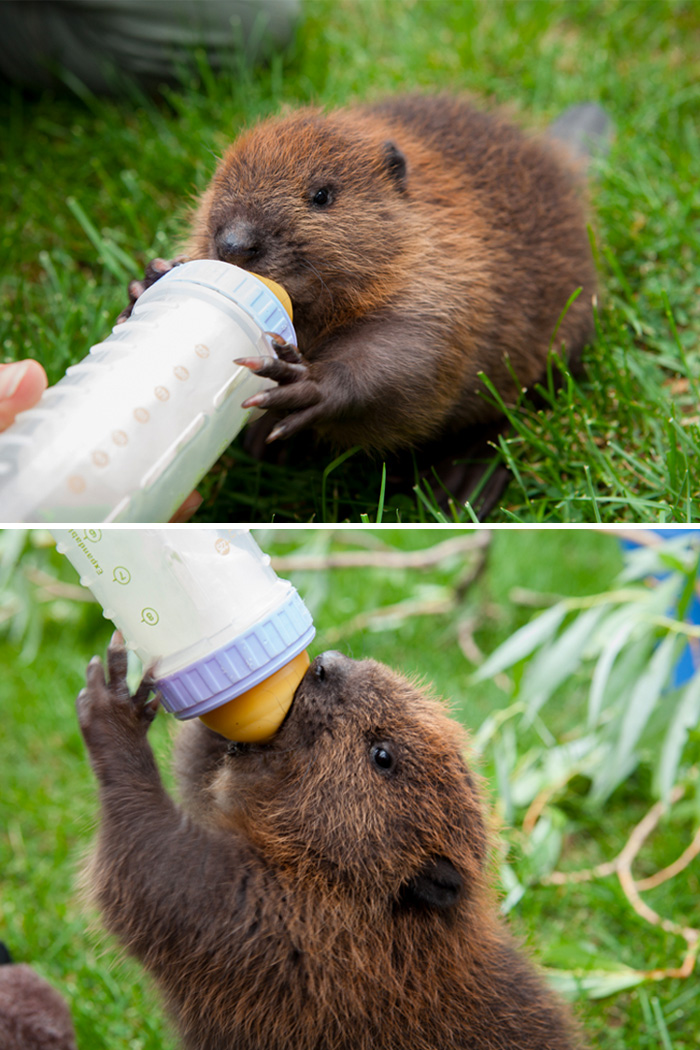 Feeding Baby Beaver