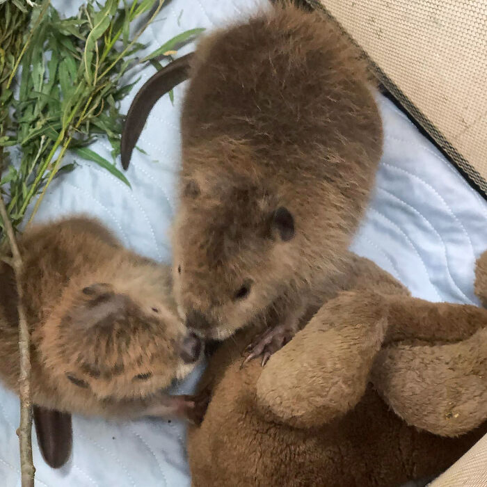 Baby Beavers Tater And Wishbone With Their Favorite Stuffed Animal, The Walrus