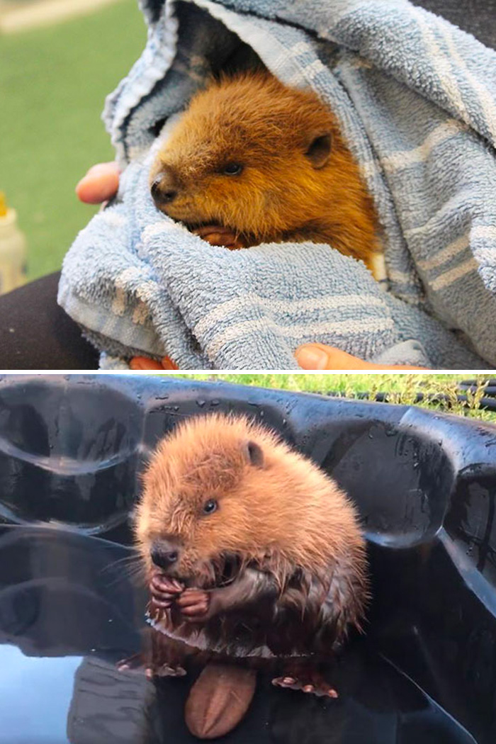 Orphaned Baby Beaver Can’t Even Control His Own Tail And It’s Just Too Cute