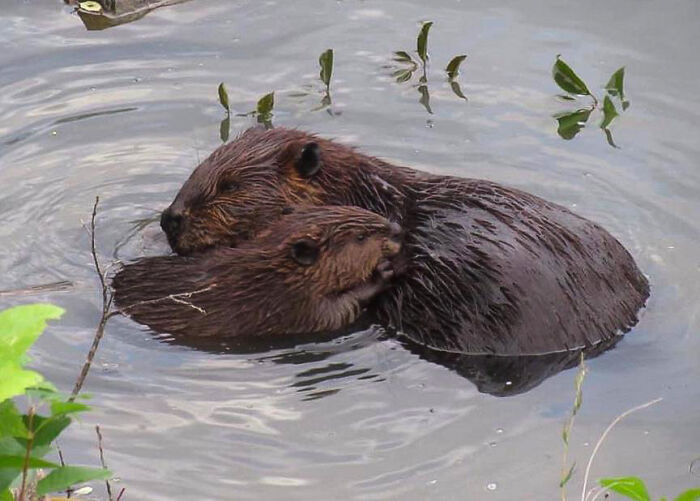 Baby Beaver Kit Snuggled Up To Its Mommy