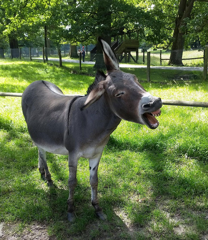 Donkey Midsneeze