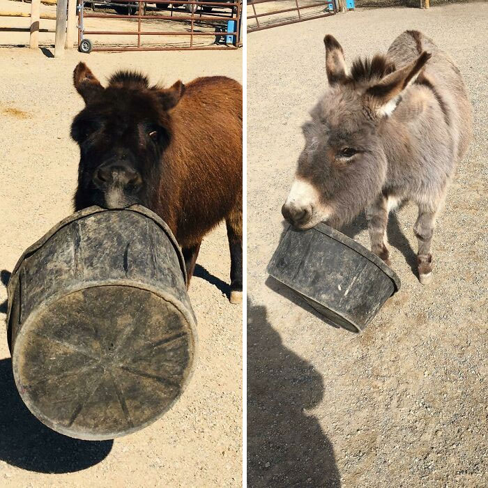 I Train Donkeys! Meet Maude (L) And Gertie (R)