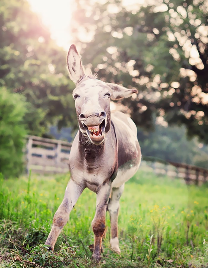 Happy Little Donkey