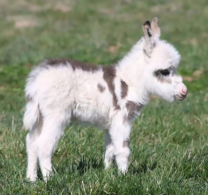 Baby Donkey