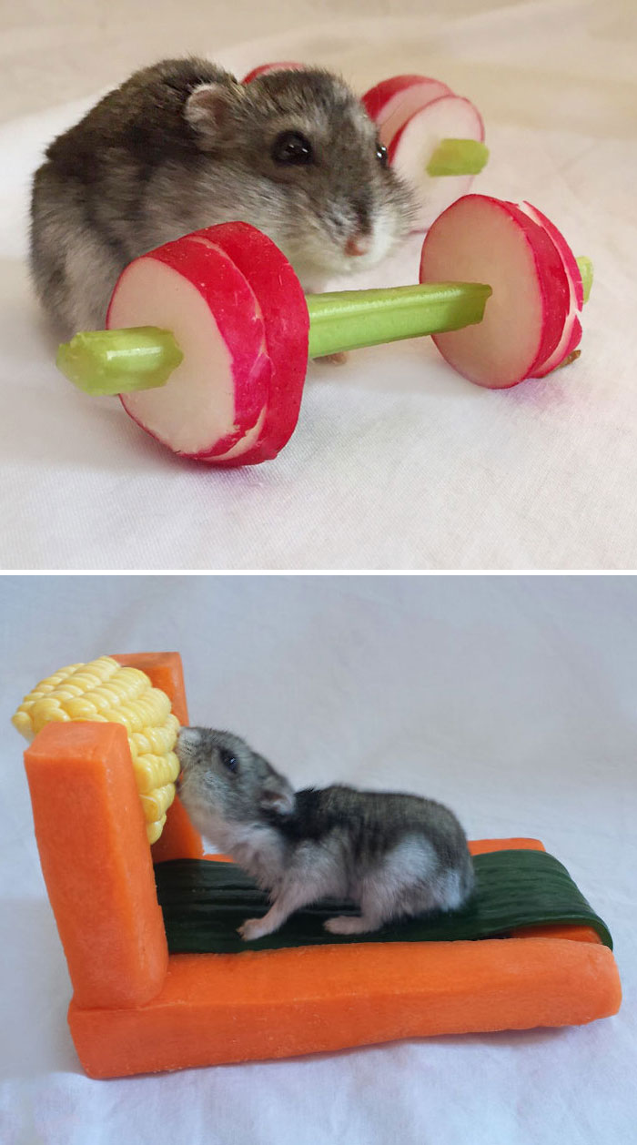 Dark hamster near gym equipment vegetables