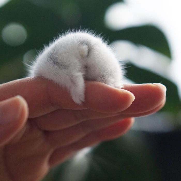 White hamster on the hand