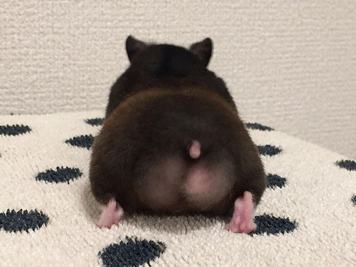 Adorable Hamster Butt