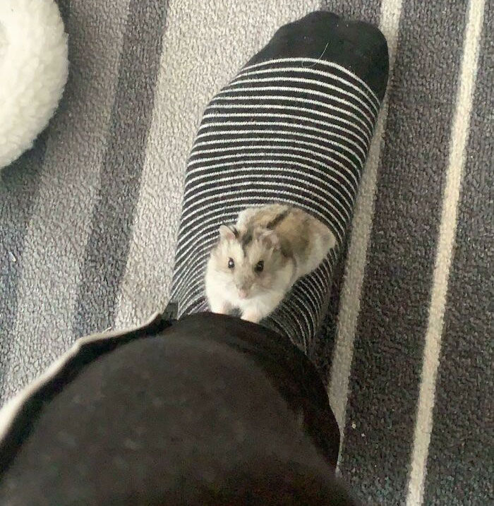 Hamster on the foot reaching