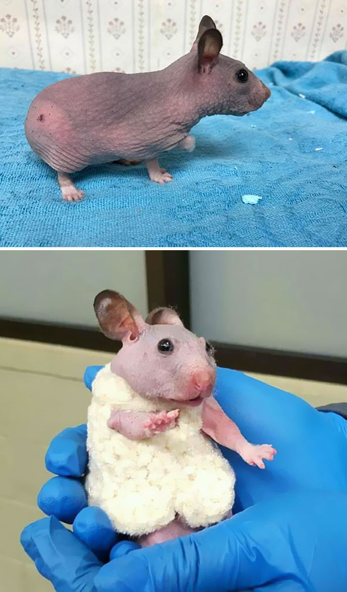 Abandoned Hairless Hamster Gets A Tiny Sweater To Protect From Cold