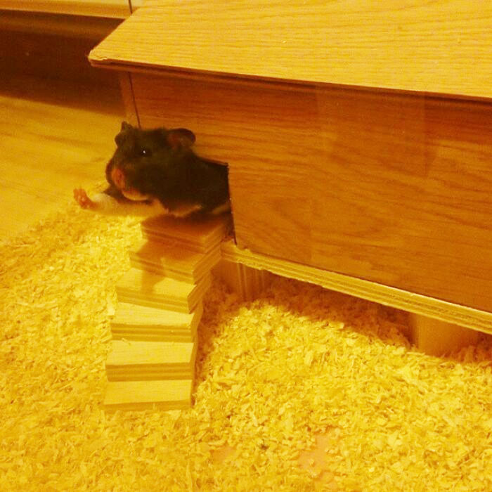 My GF's Hamster Wants To Say Hello