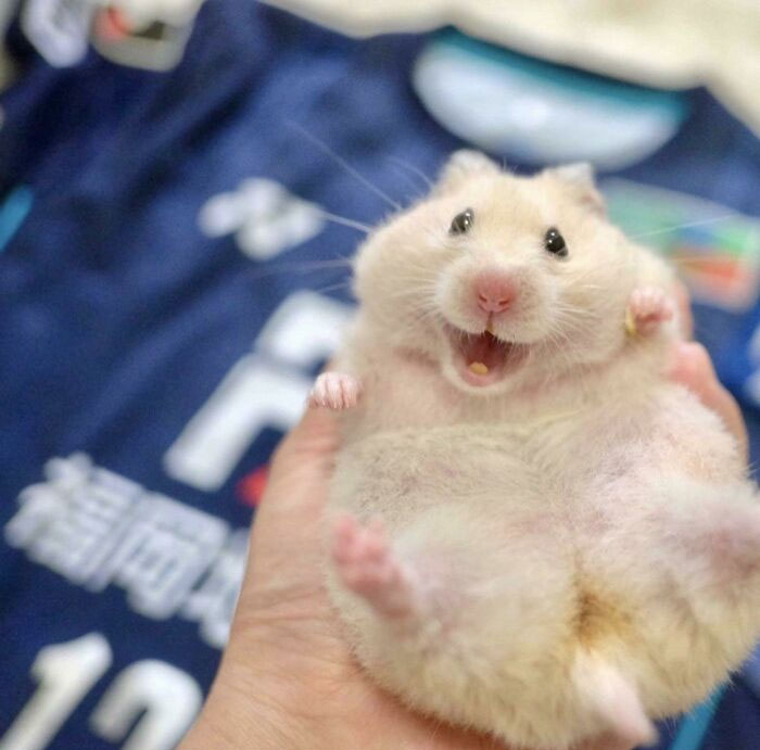 Hamster on the hand looking and smiling