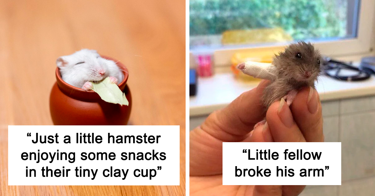 171 Of The Cutest Hamster Pics The Internet Has To Offer - Vimarsana News