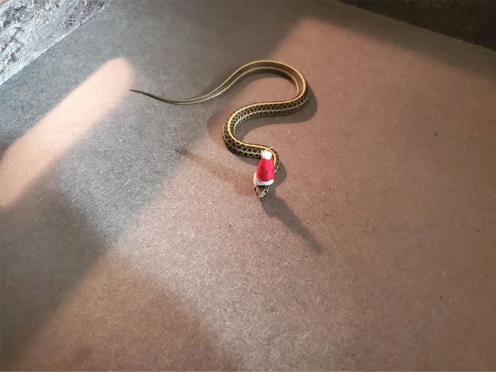 Do Very Small Festive Snakes Count?