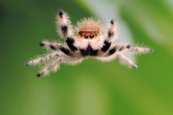 cute-spider-6250ecfe93609.jpg