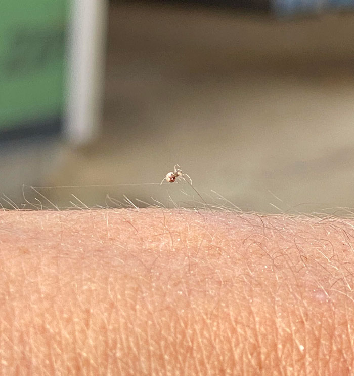 Araña tejiendo entre el vello de mi brazo