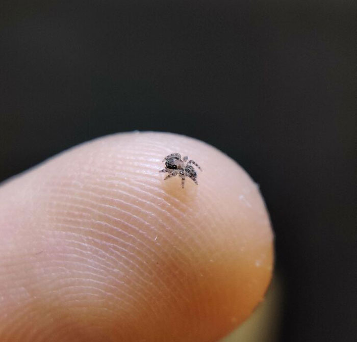 Tiniest Jumping Spider