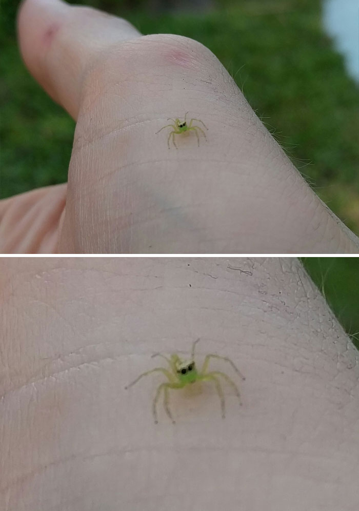 Met A Tiny Green Spider Wearing Sunnies Today