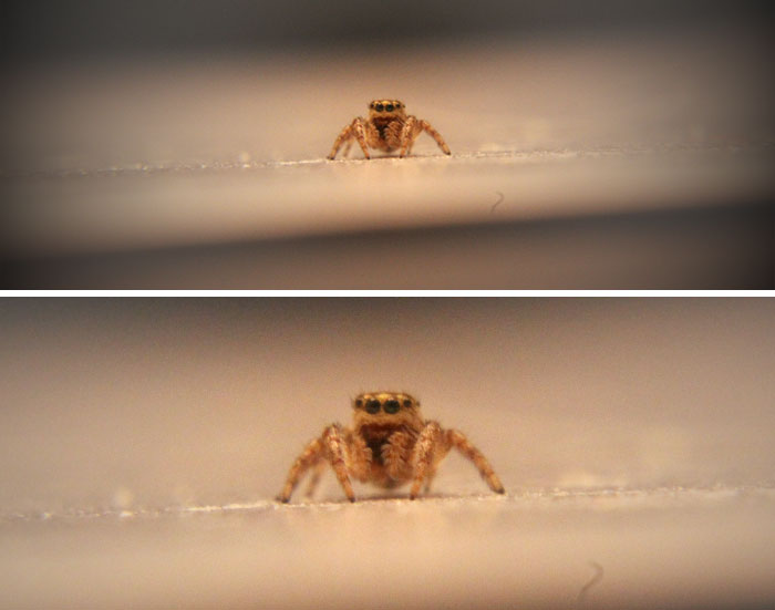 I Know Spiders Are A Bit Controversial, But Enjoy This Little Guy I Found!