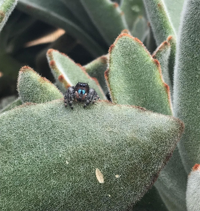 Cute As Heck Jumping Spider