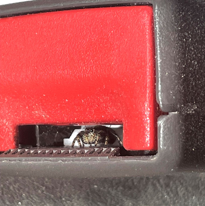 Glad I Noticed This Little Dude Before I Clicked My Seat Belt In