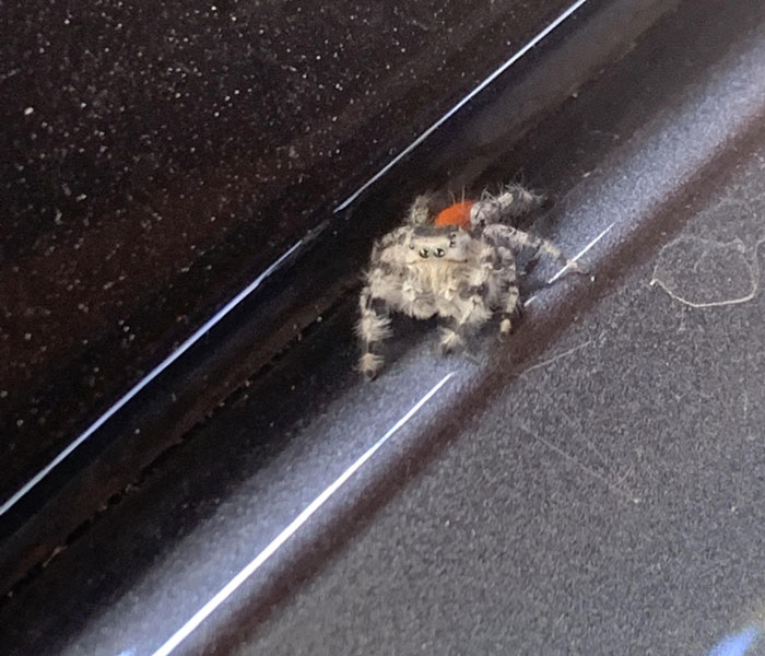 I’m Usually Scared Of Spiders But I Saw This Little Guy On My Car And Thought He Was Pretty Cute