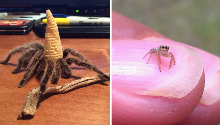 35 De las arañas más adorables y encantadoras que puede ofrecer internet