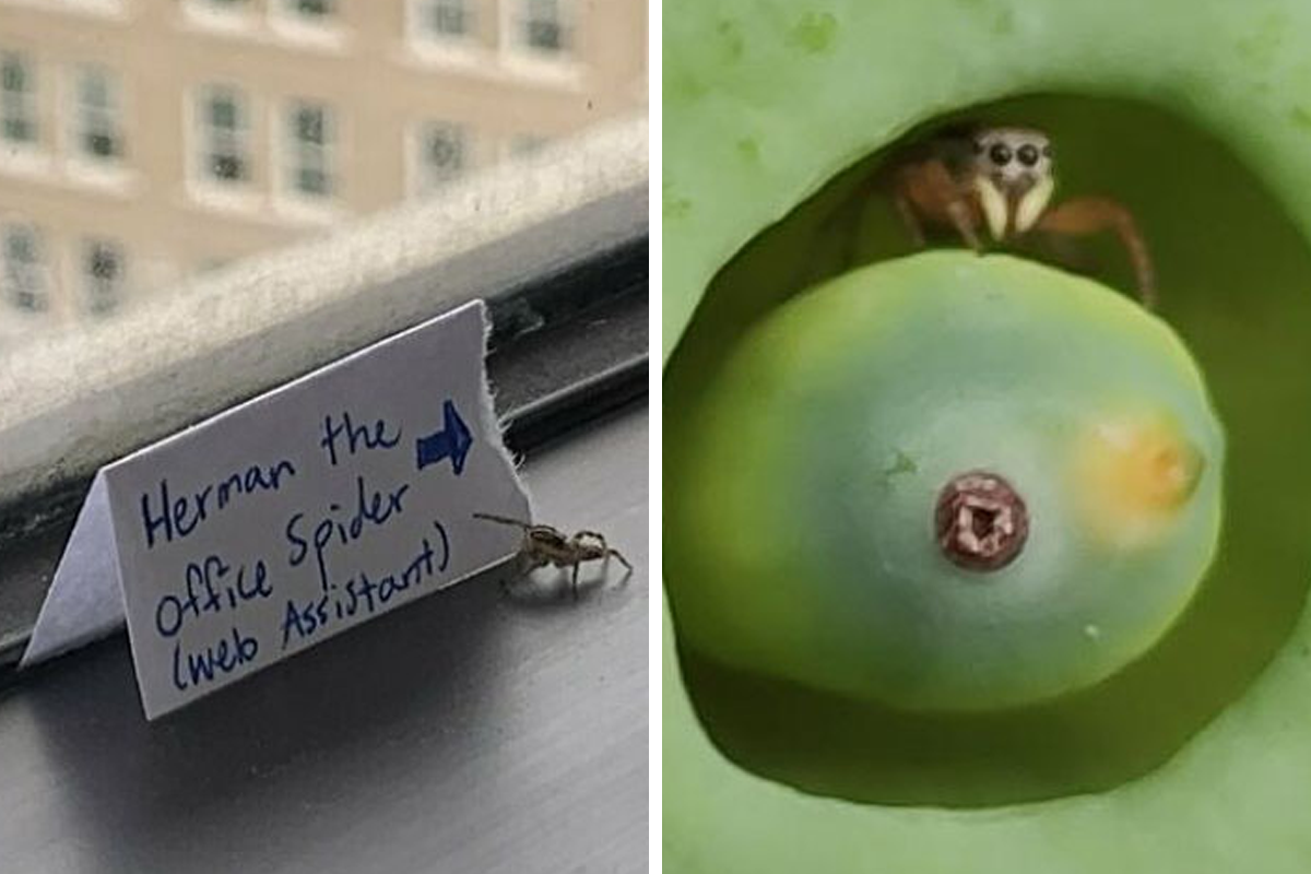 35 Of The Most Charming And Cute Spider Pics The Has To Offer Bored Panda