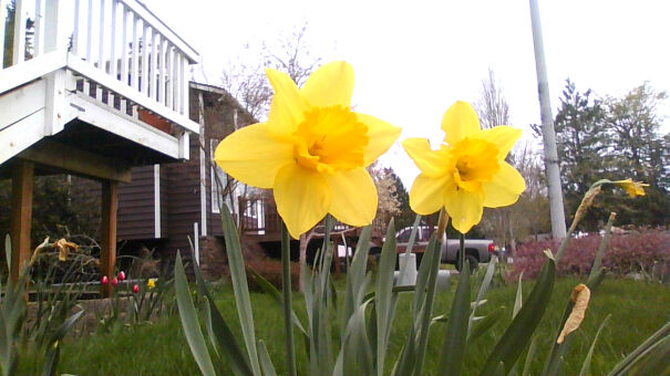 daffodil-625a379124ceb.jpg