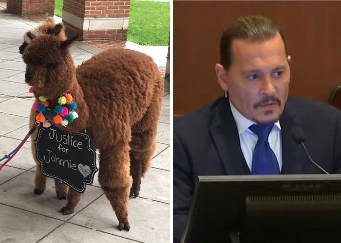 Johnny Depp’s Fan Brought Two Emotional Support Alpacas Outside The Court To “Brighten His Day”
